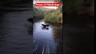 Indian Pitbull V/s Pakistani..#pitbull #pitbulldog #aggressivedogs.. #americanbully #dog #pets
