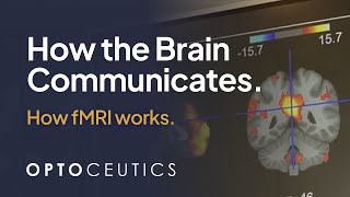 Understand How the Brain Communicates with fMRI