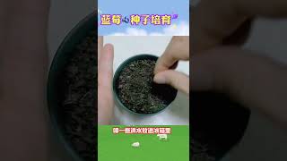 想种蓝莓看这里#蓝莓苗#果树种植#种子培育 ©理想田园好物