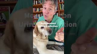 Dog Urinating Blood #Shorts