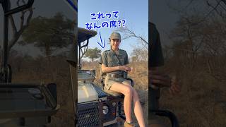 #shorts #動物 #アフリカ #サファリ #日本人サファリガイド #太田ゆか #雑学 #サファリカー