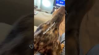 He’s so cute 🥰 #shorts #dog #capcut #capcut2025