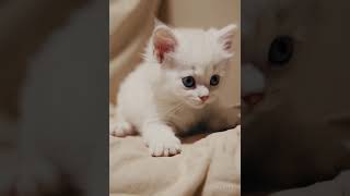 Floof
