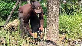 Senso bukan stihl tebang pohon jati dengan cepat