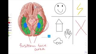 The Reason Why A $28,000 Grilled Cheese Exists: The Fusiform Gyrus
