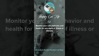 #Shorts – Happy Indoor Cat Tip No.12 (25 Tips: Give Your Indoor Cat her Best Life) #catlovers #cats