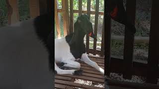 The Black-Headed Java Goat