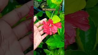 Hibiscus flower plant nursery kolkata lots of variety available #hibiscus #nursery #online #best