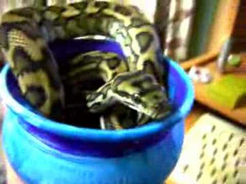 Morelia Spilota Mcdowelli - Coastal Carpet Python
