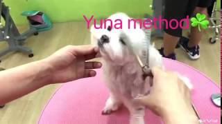 Yuna Style 快速寵物美容  一氣呵成 (寵物美容教師培訓課程)