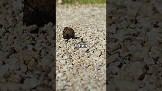 The Insect That Survives Drying Out #africanmidge #survivaladaptations #buglife