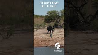 Be the stillness that turns giants. #bestof #hunting #wildlife #biggamehunting #motivational