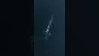 Still can't believe WHAT showed up here! #bluewhale #shortsfeed