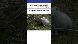 백색증, 흑색증 동물들