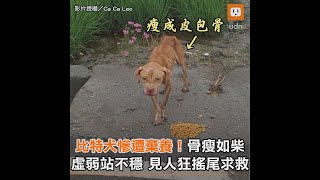 比特犬慘遭棄養！骨瘦如柴 虛弱站不穩 見人狂搖尾求救｜狗｜救援｜暖心