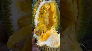 best ripe fruit cutting short 🌴🌴🌴 #jackfruit