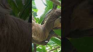 🌿 Mind-Blowing Sloth Facts You Didn’t Know! 🦥