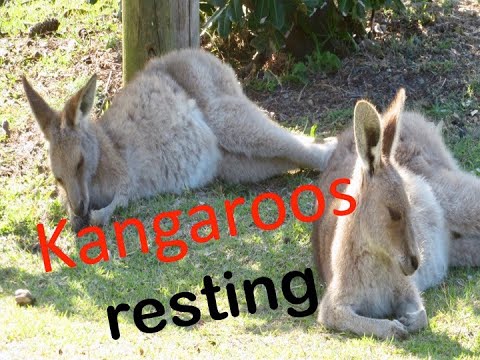 kangaroos resting