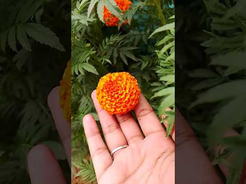 Beautiful marigold flower view 😍 #gardening #marigold #flowers #garden