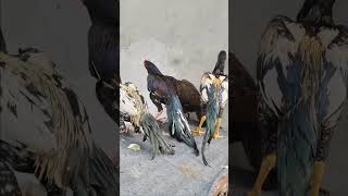 Laka sawa aseel rooster new