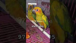 sun conure available 9787644595 book your orders #pet #bird#pets#petsvlog#petsofinstagram#birdsounds