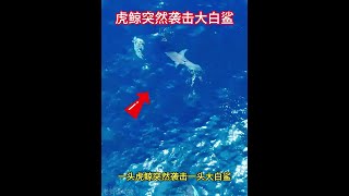 一頭虎鯨突然襲擊一頭大白鯊 #動物世界 #海洋生物 #動物的迷惑行為 #虎鯨 #大白鯊