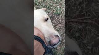 it's never just a dog #doglovers #pets#dogshorts #shorts