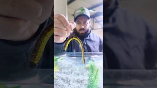 The Neko Rig has quickly become a staple for many bass anglers! #bassfishing #finessefishing