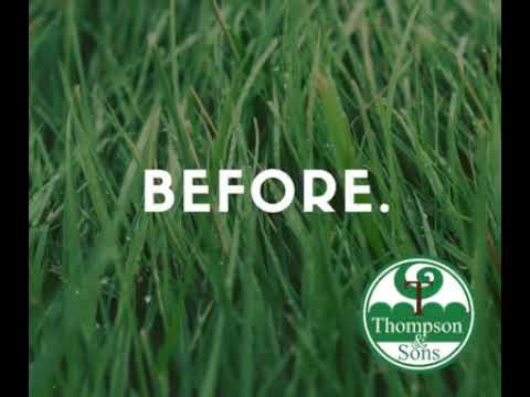 We Can Transform Your Yard
