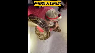 深夜遇到巨型辣條 #野生動物零距離