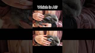 Looks Too Real… But Is It? #realorai #tooreal  #aivsreality  #mindtest  #fluffy #shortschallenge