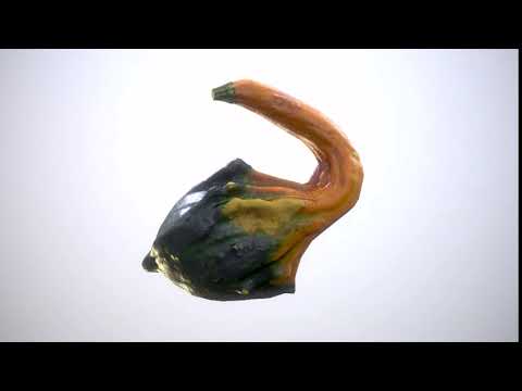 Ornamental gourds - Beauty