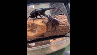 カブトムシ対ヘラクレスオオカブト
