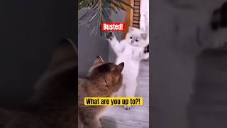 Cats Caught In the Act & Hilarious Cat Reactions! #catvideos #funny #viralcats #viralcatvideo