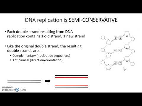 Introduction to DNA replication