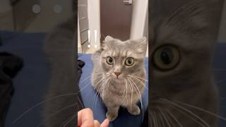 [Pandemonium] I made a promise with a cat... #shorts #cat #Munchkin