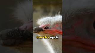 Wacky Wildlife: Unheard Animal Facts #aifacts #aistory #ai #animals #weirdfacts #weird