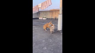 小狗：“我能怎么办 只能咬身后的空气发泄了！”