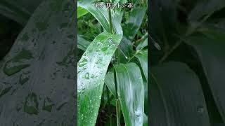 モノサシトンボ(♂)！、【ある風景】 #未来遺産 #昆虫 #ダボさんtv #insects #そこにある自然 #トンボ目#イトトンボ亜目#モノサシトンボ科