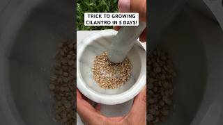 SECRET TO GROWING CILANTRO IN 5 DAYS! #cilantro #gardening #herbs #growyourownfood #vegetablegarden