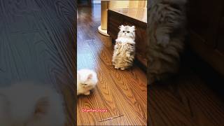 Have You Ever Seen a Munchkin Cat Standing? #munchkin #cats #catlover #gaming #funnycats