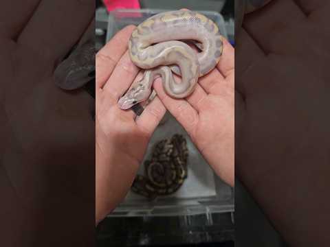 Hatchling Ball Pythons #ballpython #ballpythons #reptile #snake #python #animals #pets #pet #wow