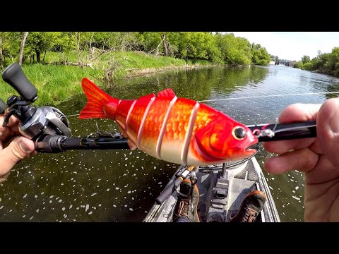 Goldfish Lure Fishing For A River BEAST!