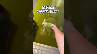 PB Skipjack! #fish #fishing #tennesseefishing #skipjack #skipjackherring #shad #pb #bigfish #release