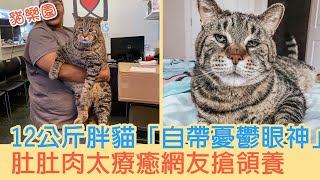 12公斤胖貓「自帶憂鬱眼神」　肚肚肉太療癒網友搶領養：衰臉也好可愛❤