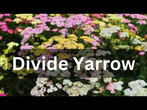 How To Divide Yarrow | Great For Cut Flower Gardens