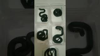 hatching snake eggs #snake #snakeworld #pets #petsarefamily #animals #worldanimals #cute #shorts