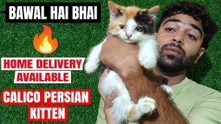 😍Calico Queen 👑 Aayi Hai Aapka Dil Jeetne • Super Cute Persian Cat For Sale #cat #youtube #viral