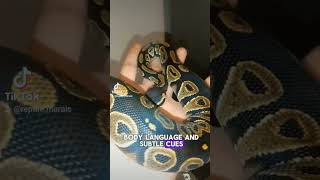 Great fact about ball pythons #snakes #reptiles #facts #reptilelover #pets #snake #informative