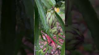#shortstrendingvideo #dragonfruit #fruits #bukidlife
